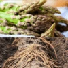 Asparagus (Crowns/Roots) - Jersey Knight (Organic) -Speed now jk