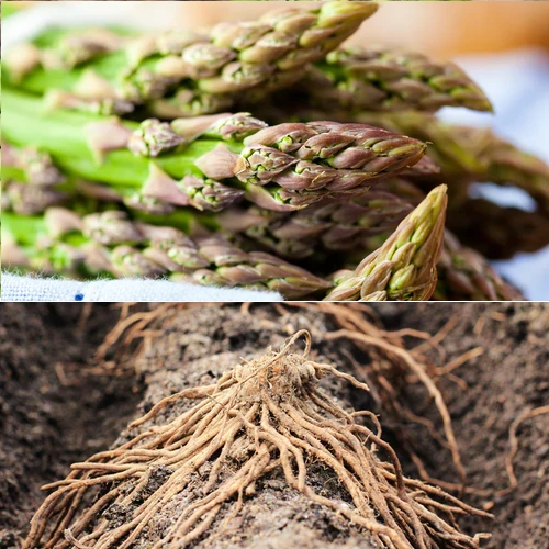 Asparagus (Crowns/Roots) - Jersey Knight (Organic) 3 Asparagus (Crowns/Roots) - Jersey Knight (Organic)