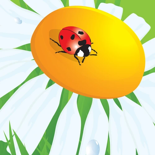 Wildflowers - Beneficial Insect Garden Seed Mix 4 Wildflowers - Beneficial Insect Garden Seed Mix - Image 2