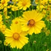 Flowers - Coreopsis, Lanceleaf 2 Flowers - Coreopsis, Lanceleaf -Speed now lance leavedcoreopsisseeds