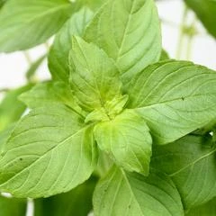 All-in-One Mosquito Repellent Garden Variety Pack 17 All-in-One Mosquito Repellent Garden Variety Pack - Image 16