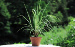 Lemon Grass -Speed now lemon grass plants herbaceous picture 1440x900