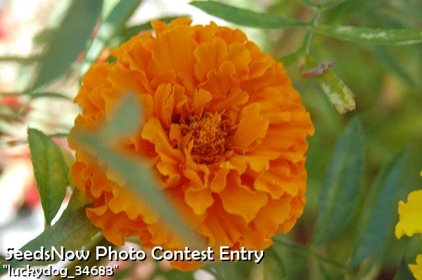 Marigold - Crackerjack Mix 6 Marigold - Crackerjack Mix - Image 4