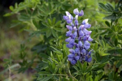 Wildflowers - Blues Brothers Seed Mix -Speed now lupine 1594703 1280