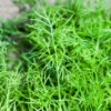 Dill - Mammoth 1 Dill - Mammoth -Speed now mammoth dill seeds