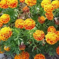 All-in-One Mosquito Repellent Garden Variety Pack 37 All-in-One Mosquito Repellent Garden Variety Pack -Speed now marigold sparky