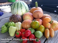 Pepper (Hot) - Cherry, Red π₯π₯ 15 Pepper (Hot) - Cherry, Red π₯π₯ -Speed now mistyrider67 Gmail.com