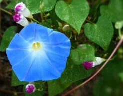 Wildflowers - Blues Brothers Seed Mix -Speed now morning glory 58397 1280
