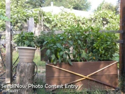 Pepper (Hot) - Jalapeño, Green 🔥🔥 21 Pepper (Hot) - Jalapeño, Green 🔥🔥 -Speed now mrfixxitt