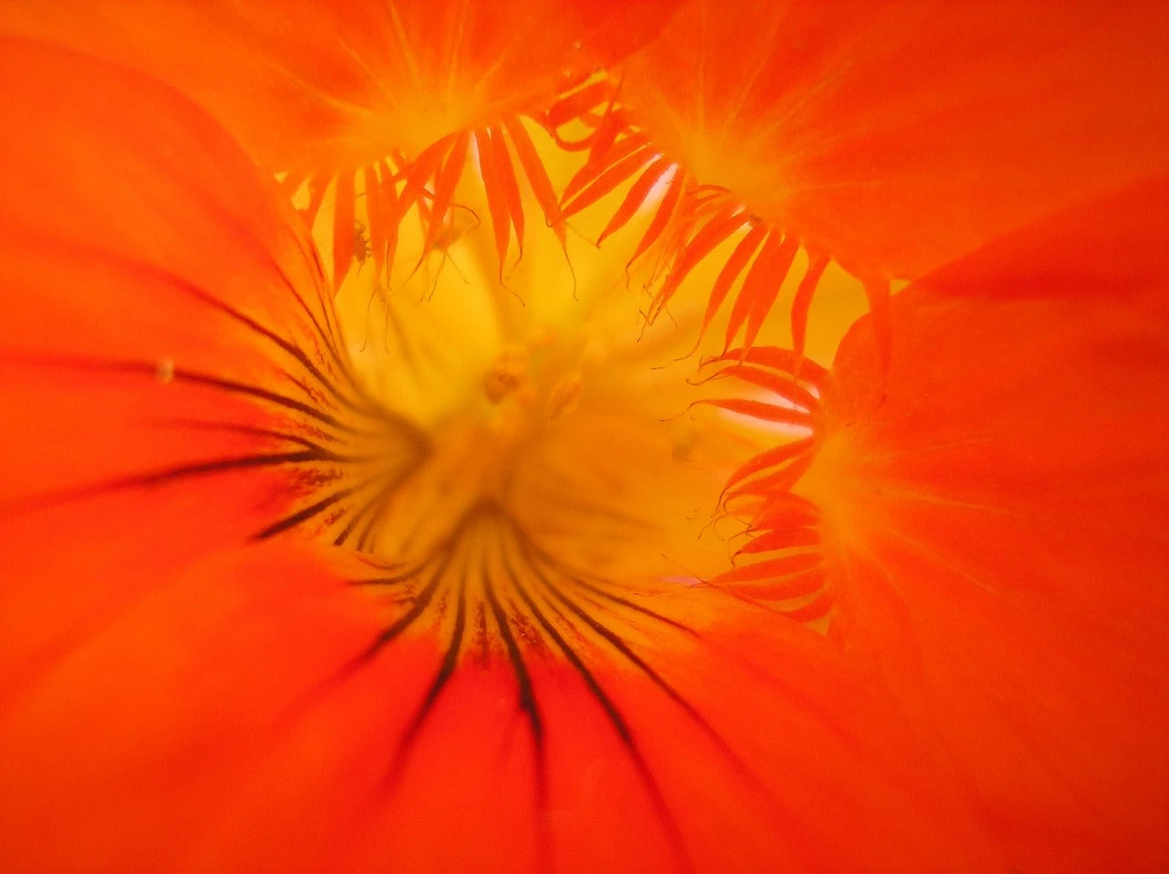 Nasturtium - Alaska Mix 4 Nasturtium - Alaska Mix - Image 2
