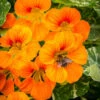 Nasturtium - Glorious Gleam 2 Nasturtium - Glorious Gleam -Speed now nasturtium 2565381 1280