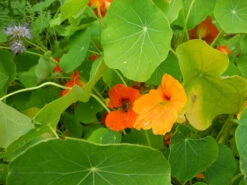 Nasturtium - Glorious Gleam -Speed now nasturtium 443434 1280