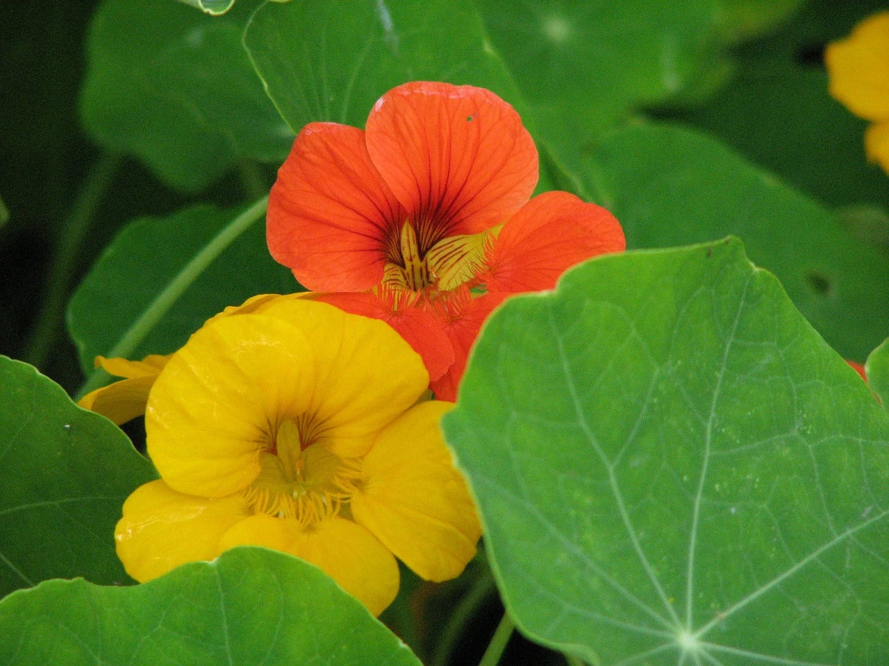 Nasturtium - Dwarf Jewel Mix 6 Nasturtium - Dwarf Jewel Mix - Image 4