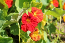Nasturtium - Glorious Gleam -Speed now nasturtium 671464 1280