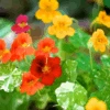 Nasturtium - Alaska Mix -Speed now nasturtium mix alaska