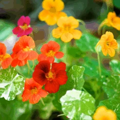 Nasturtium - Alaska Mix