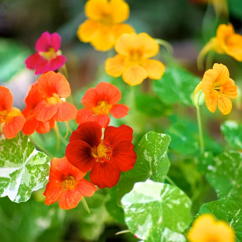 Nasturtium - Alaska Mix 3 Nasturtium - Alaska Mix
