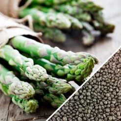 Asparagus - Mary Washington (Seeds) -Speed now non gmo Asparagus Mary Washington seeds