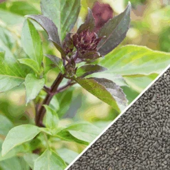 Basil, Licorice 15 Basil, Licorice -Speed now non gmo Basil Licorice seeds