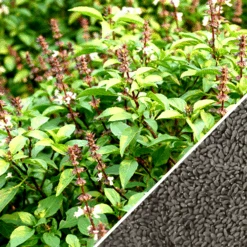 Basil, Thai -Speed now non gmo Basil Thai seeds