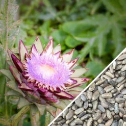 Cardoon (Purple Artichoke Thistle) -Speed now non gmo Cardoon seeds