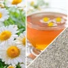 Chamomile, German -Speed now non gmo Chamomile seeds