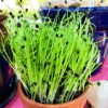 Sprouts/Microgreens - Chives, Garlic 2 Sprouts/Microgreens - Chives, Garlic -Speed now organic chive seeds for sprouting