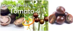 Tomato - Cherry, Black (Indeterminate) -Speed now page 0349b276 883b 4dd1 a6cb dca96b9b565f