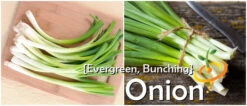 Onion - Evergreen (Bunching) 18 Onion - Evergreen (Bunching) -Speed now page 0d491ef1 5aab 419d 853e 5b5427a1e871