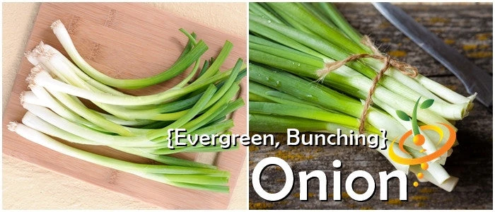 Onion - Evergreen (Bunching) 10 Onion - Evergreen (Bunching) - Image 8
