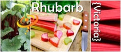Rhubarb - Victoria 13 Rhubarb - Victoria -Speed now page 1106133e b69a 4cd2 b602 e571174054a2