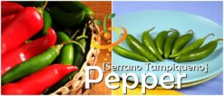 Pepper (Hot) - Serrano Tampiqueno 🔥🔥 13 Pepper (Hot) - Serrano Tampiqueno 🔥🔥 -Speed now page 1334abcc db6f 4b04 941a bdc1a285b9dd
