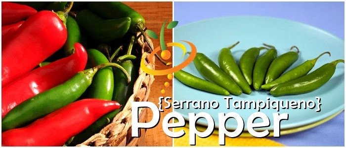Pepper (Hot) - Serrano Tampiqueno 🔥🔥 8 Pepper (Hot) - Serrano Tampiqueno 🔥🔥 - Image 6