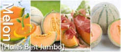 Melon (Cantaloupe) - Hales Best Jumbo -Speed now page 153e0d61 1c2f 41f1 b1bb fc706a87dd8e