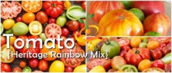 Tomato - Heritage Rainbow Mix (Indeterminate) 18 Tomato - Heritage Rainbow Mix (Indeterminate) -Speed now page 18a072ac 5916 436d 8172 d302648c0e3b