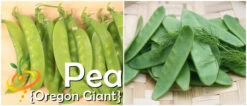 Pea (Snow) - Oregon Giant 26 Pea (Snow) - Oregon Giant -Speed now page 1c7edf4e af4b 42bd b18f 66b66eb1c561