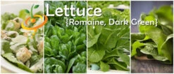 Lettuce - Romaine, Dark Green 18 Lettuce - Romaine, Dark Green -Speed now page 2cfce0b5 9854 4dbc 8ce4 69af498f2dba