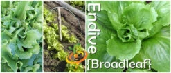 Endive - Broadleaf, Classic -Speed now page 2dc5e467 3bf3 4d53 af1d cce10d2dbbb6