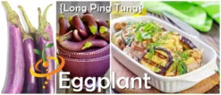 Eggplant - Long Ping Tung -Speed now page 335b207c 278e 45cc af92 0c257a39aff0
