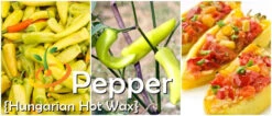 Pepper (Hot) - Hungarian Hot Wax 🔥 -Speed now page 3463aff1 a988 44e4 a444 913a15a47328
