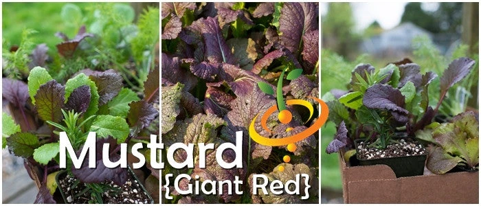 Mustard - Giant Red 10 Mustard - Giant Red - Image 8