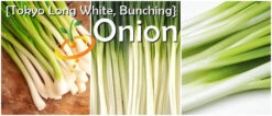 Onion - Tokyo Long White (Bunching), Scallion -Speed now page 3d98bfaf 7748 4476 87b7 d5a028cf6759