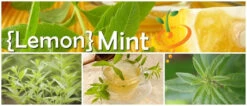 Mint - Lemon 17 Mint - Lemon -Speed now page 40e5eec2 90cf 4ffa 8a3e 034c9173f50b