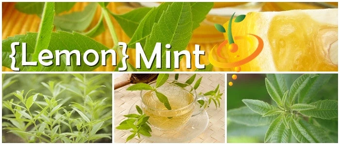Mint - Lemon 9 Mint - Lemon - Image 7