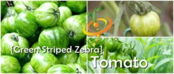 Tomato - Green Striped Zebra (Semi-determinate) 15 Tomato - Green Striped Zebra (Semi-determinate) -Speed now page 49bee66d 03bd 461a 9f69 23515f35e6e3