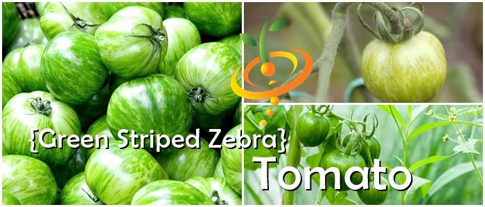 Tomato - Green Striped Zebra (Semi-determinate) 7 Tomato - Green Striped Zebra (Semi-determinate) - Image 5