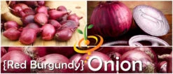 Onion - Red Burgundy (Short Day) 15 Onion - Red Burgundy (Short Day) -Speed now page 4aea7e9a 4145 4333 96bf 8fcf182e369e