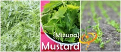 Mustard - Mizuna 18 Mustard - Mizuna -Speed now page 4cea50d7 a149 4144 9d09 c45bfc7869f4