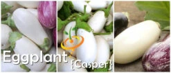 Eggplant - Casper 16 Eggplant - Casper -Speed now page 5528d4db b388 4264 85d6 62f40ec53136