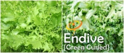 Endive - Green Curled -Speed now page 5582bd0b e547 4524 b762 c9f6308786f6